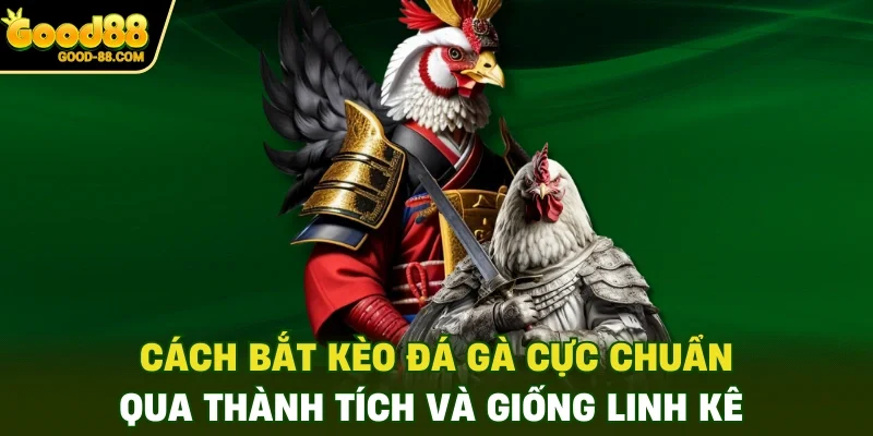 Cách bắt kèo đá gà cực chuẩn qua thành tích và giống linh kê