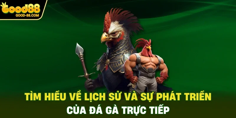 Tìm hiểu về lịch sử và sự phát triển của đá gà trực tiếp